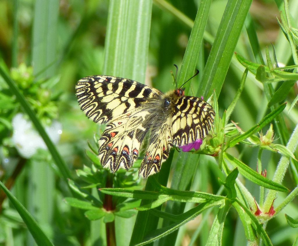 Papilio??? Papilionidae - Zerynthia cassandra